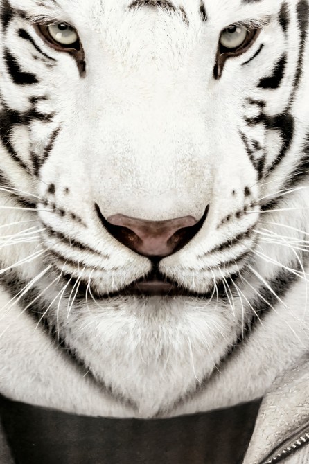 Poster decorative fashion animal. Albino Tiger Model | Lokoloko