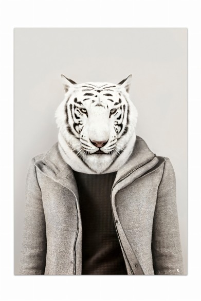Poster decorative fashion animal. Albino Tiger Model | Lokoloko