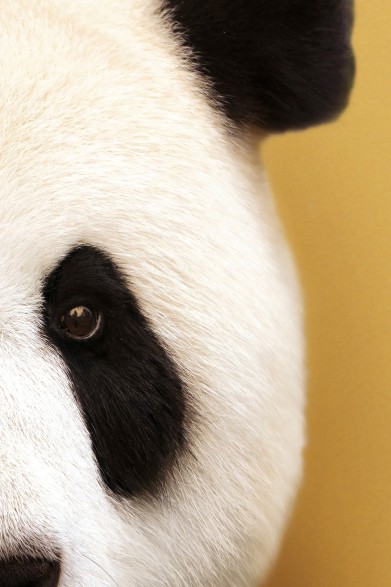 Póster decorativo de animal fashion. Modelo Oso Panda|Lokoloko