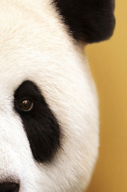 Póster decorativo de animal fashion. Modelo Oso Panda|Lokoloko