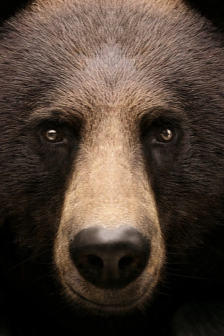 Póster decorativo de animal fashion. Modelo Oso Pardo|Lokoloko