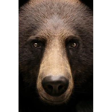 Poster decorative fashion animal. Brown Bear Model | Lokoloko