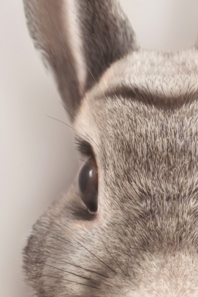 Póster decorativo de animal fashion. Modelo Conejo|Lokoloko