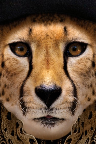 Póster decorativo de animal fashion. Modelo Guepardo