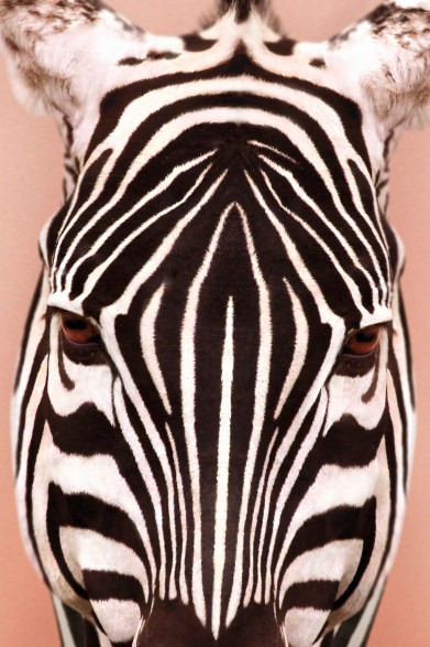 Póster decorativo de animal fashion. Modelo Cebra