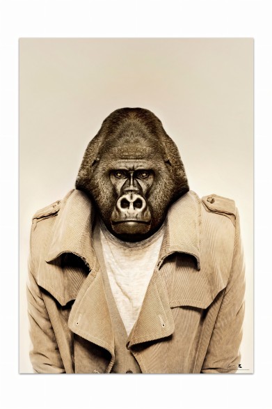 Póster decorativo de animal fashion. Modelo Gorila