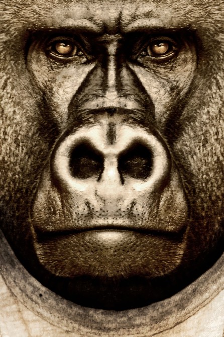 Poster of a fashion gorilla|Lokoloko