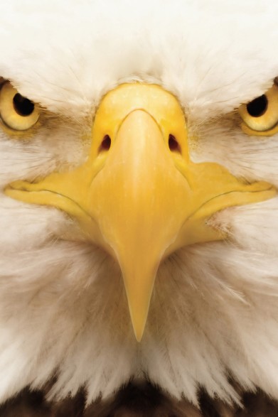 Eagle Model