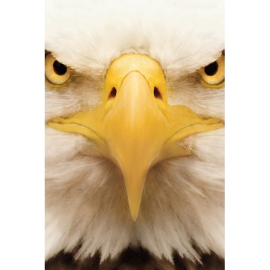 Póster decorativo de animal fashion. Modelo Águila