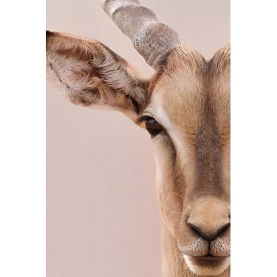 Poster of an elegant gazelle|Lokoloko